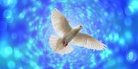 800px-Dove_blue_background.jpg