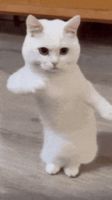 IMG_0843.gif
